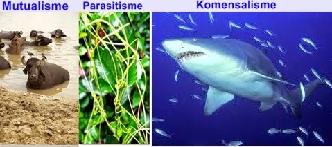 gambar-simbiosis-mutualisme-parasitisme-komensalisme